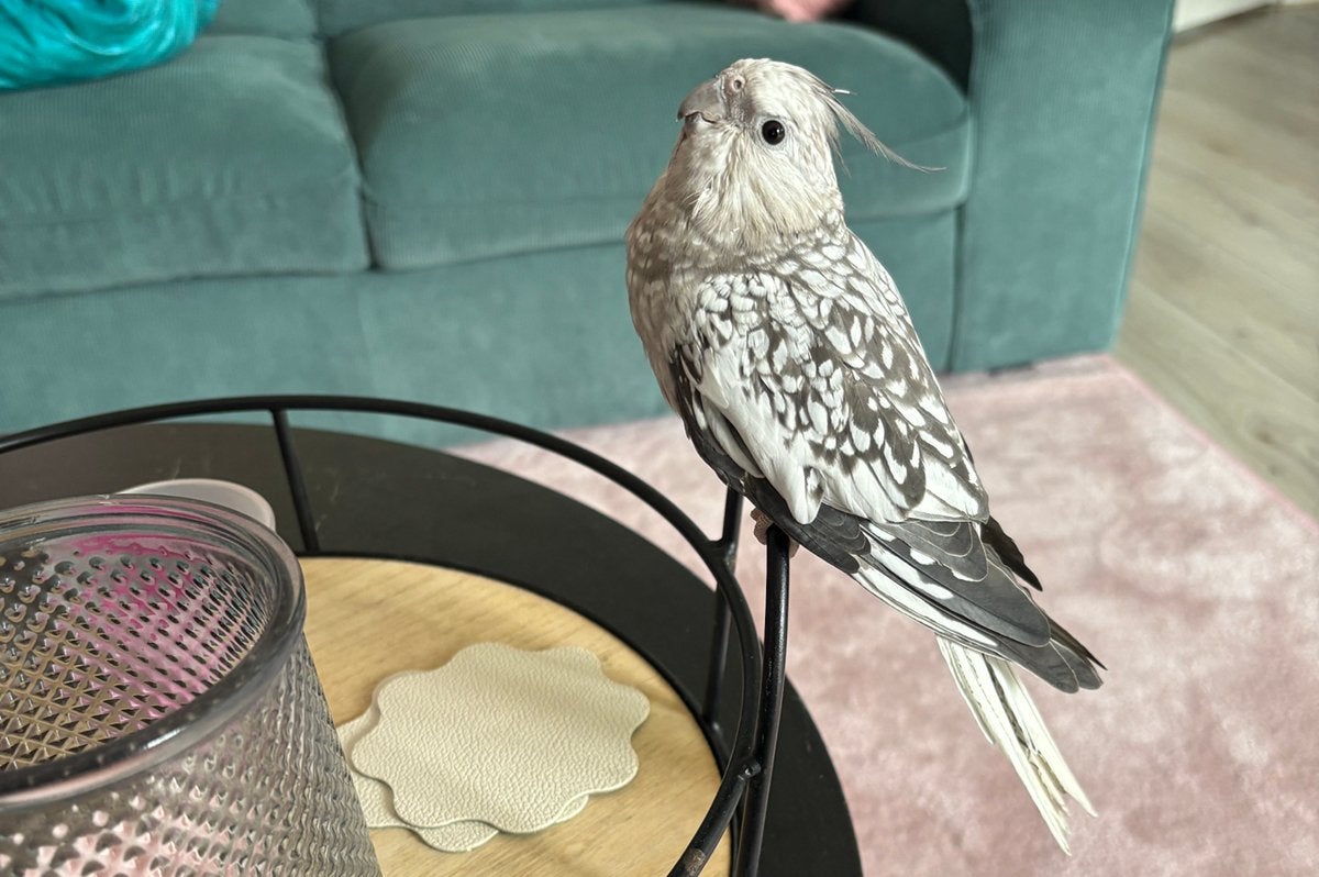 Lieve jonge valkparkiet., Dieren en Toebehoren, Vogels | Parkieten en Papegaaien, Vrouwelijk, Parkiet, Tam