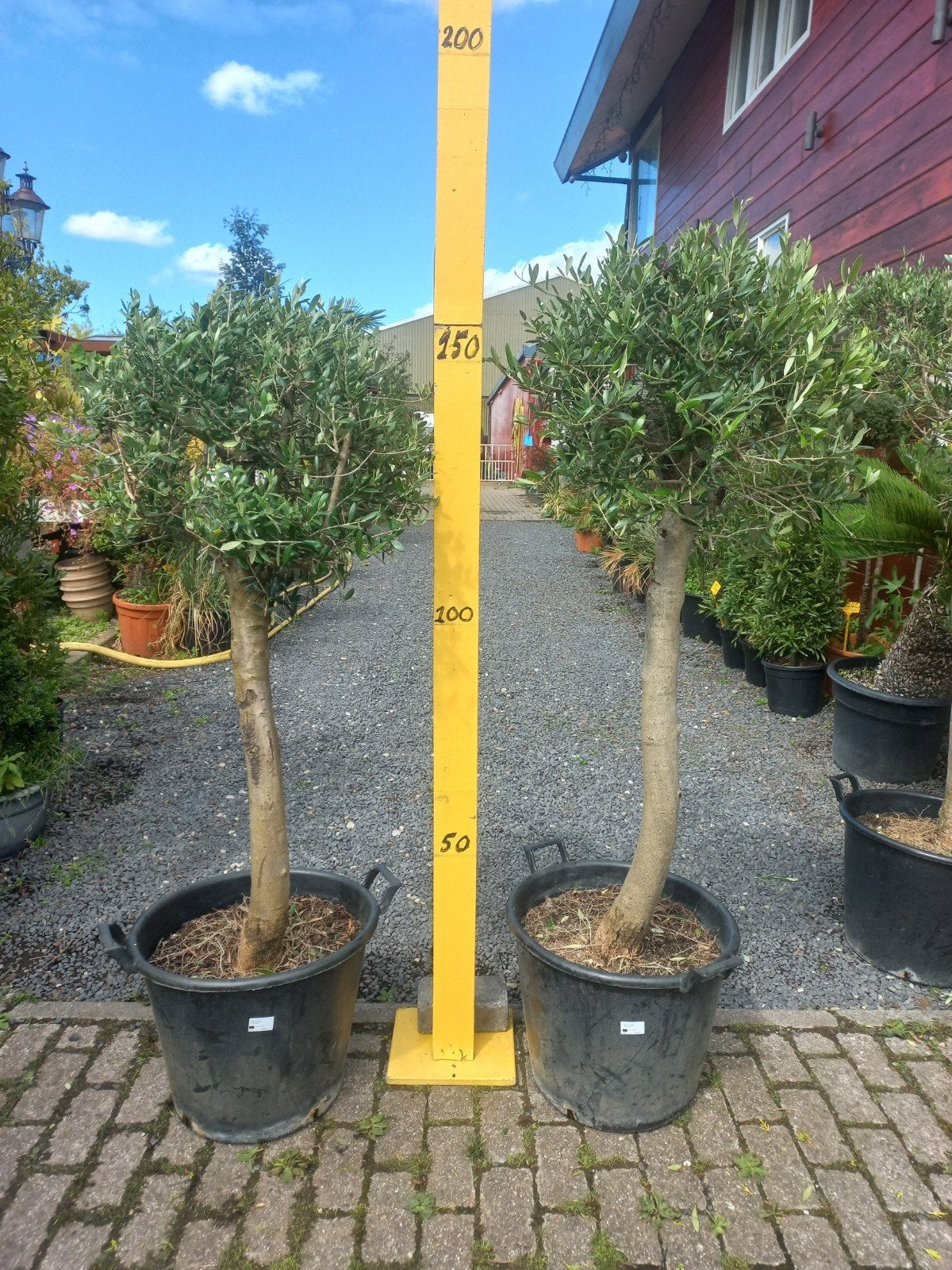 Olijfboom (Olea europaea) - Mediterrane sfeer in uw tuin, Tuin en Terras, Volle zon, Vaste plant, Bloeit niet, Ophalen