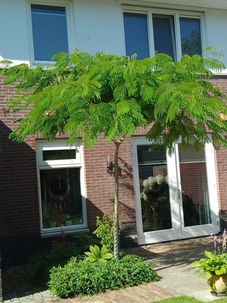 BOOM Albizia julibrissin Perzische slaapboom rood exotisch, Tuin en Terras, Overige soorten, Volle zon, Vaste plant, Verzenden