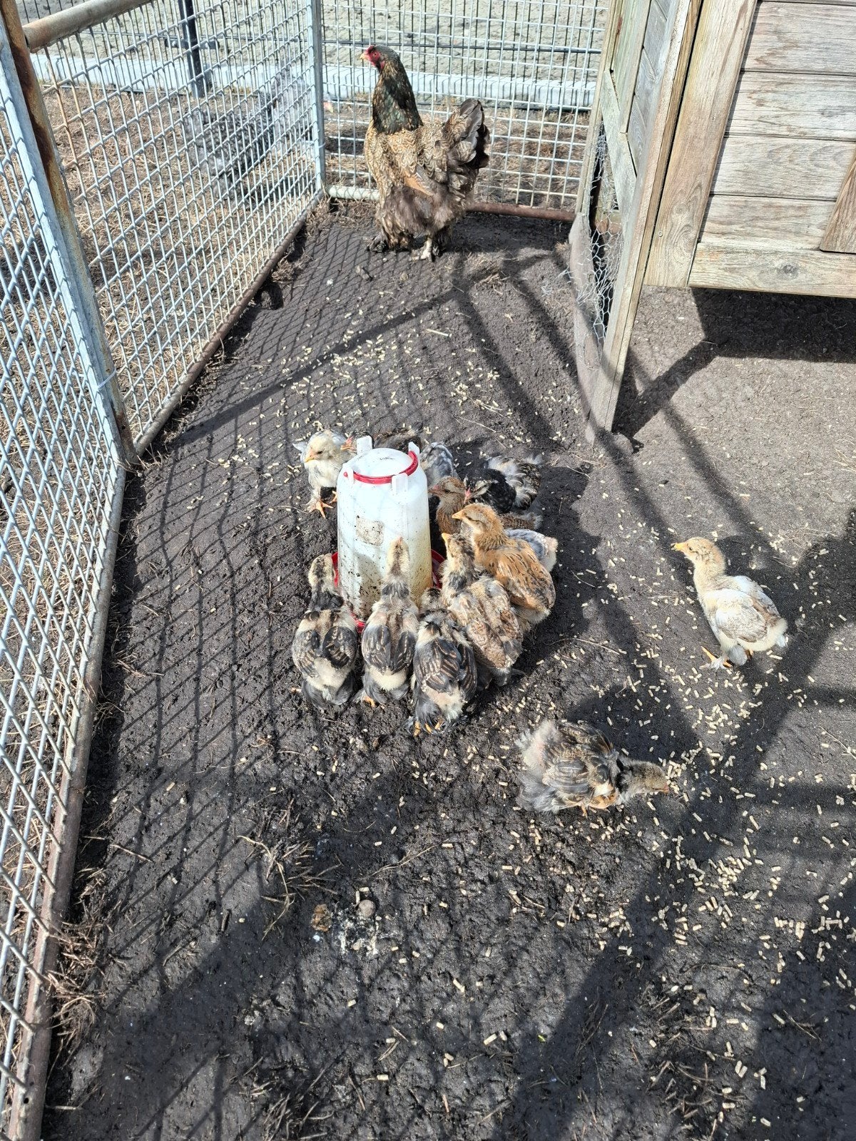 13 brahma kuikens, Geslacht onbekend, Kip