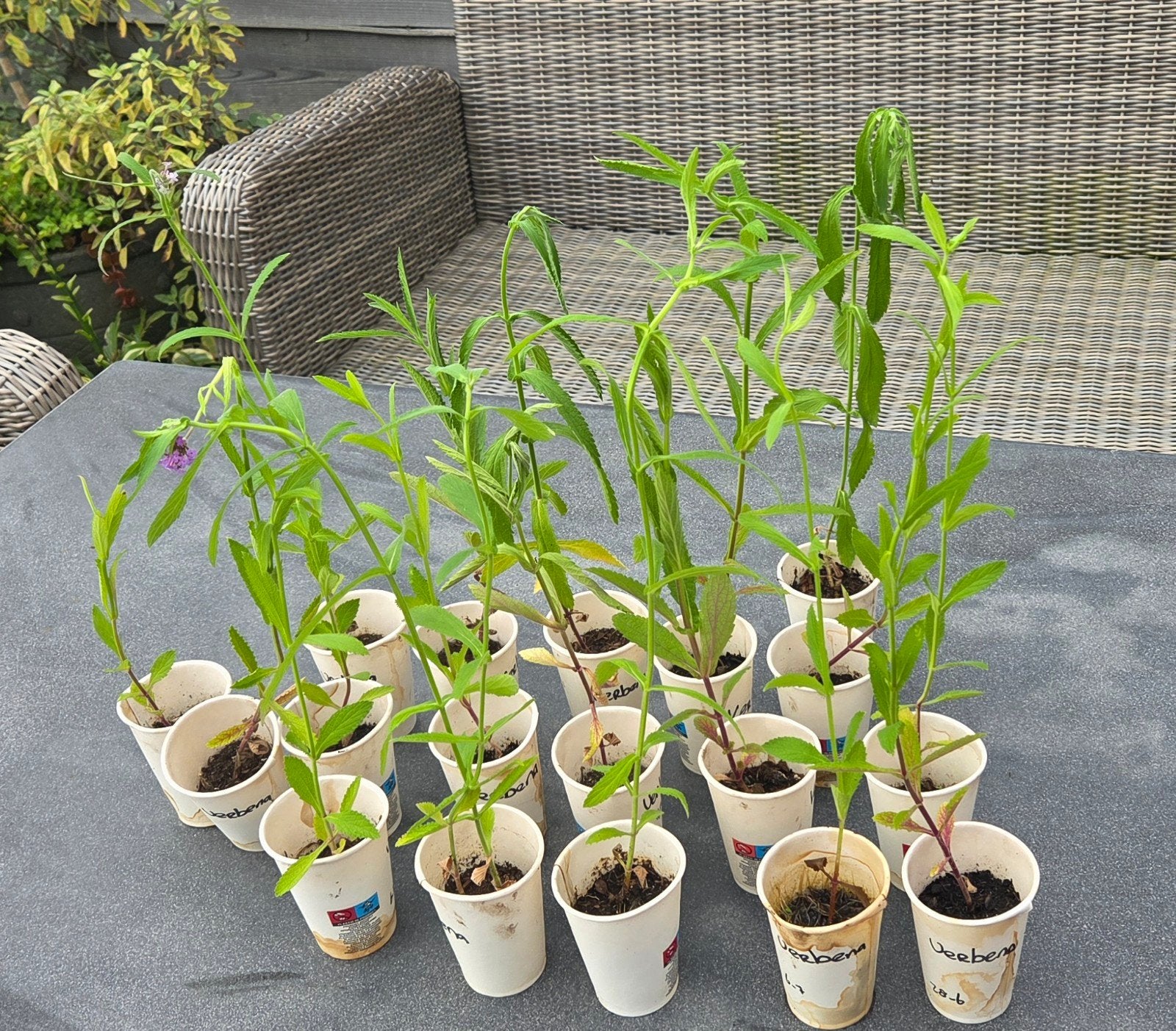 Verbena Ijzerhard stekken., Ophalen, Overige soorten, Volle zon
