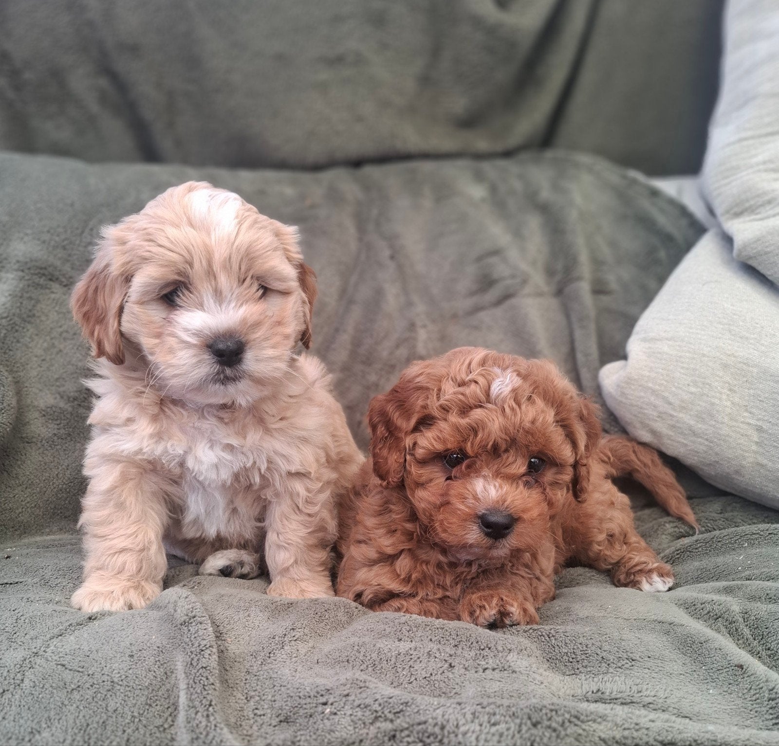 te koop mooie speelse maltipoo pups pup, Nederland, Parvo, Overige rassen, 8 tot 15 weken