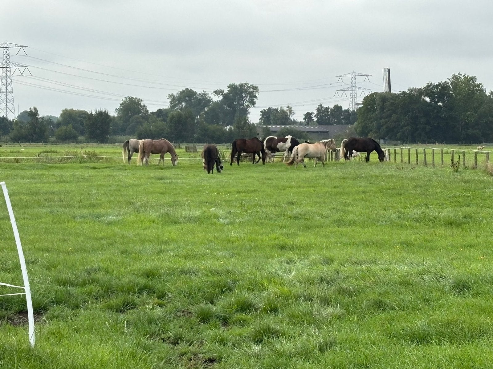 Stalling vrij prive stal diemen, Weidegang, 1 paard of pony