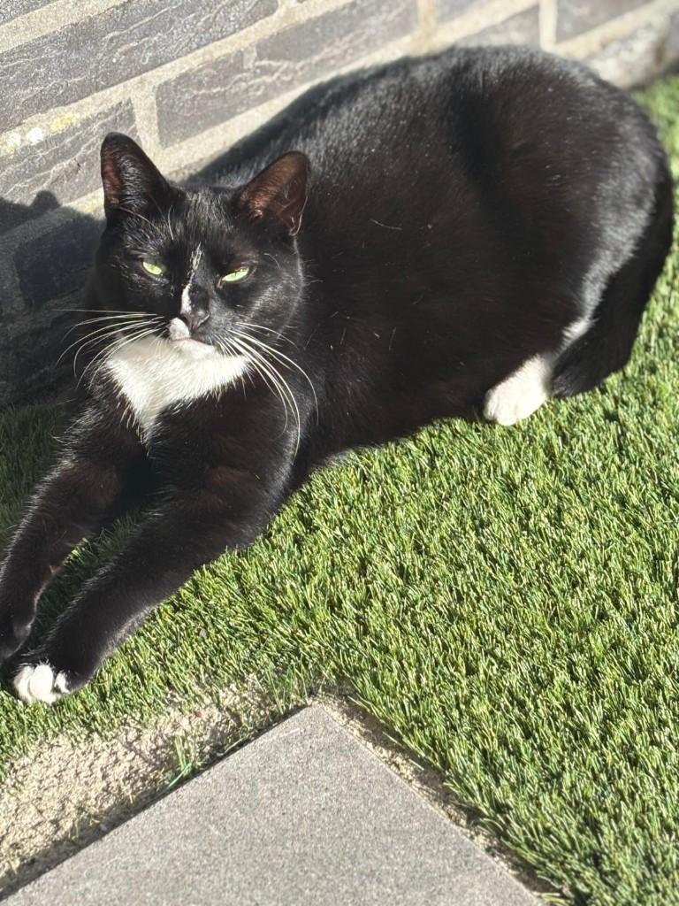 Nieuw huis gezocht voor deze lieve poes!, Dieren en Toebehoren, Katten en Kittens | Overige Katten, Poes, Kortharig, 3 tot 5 jaar