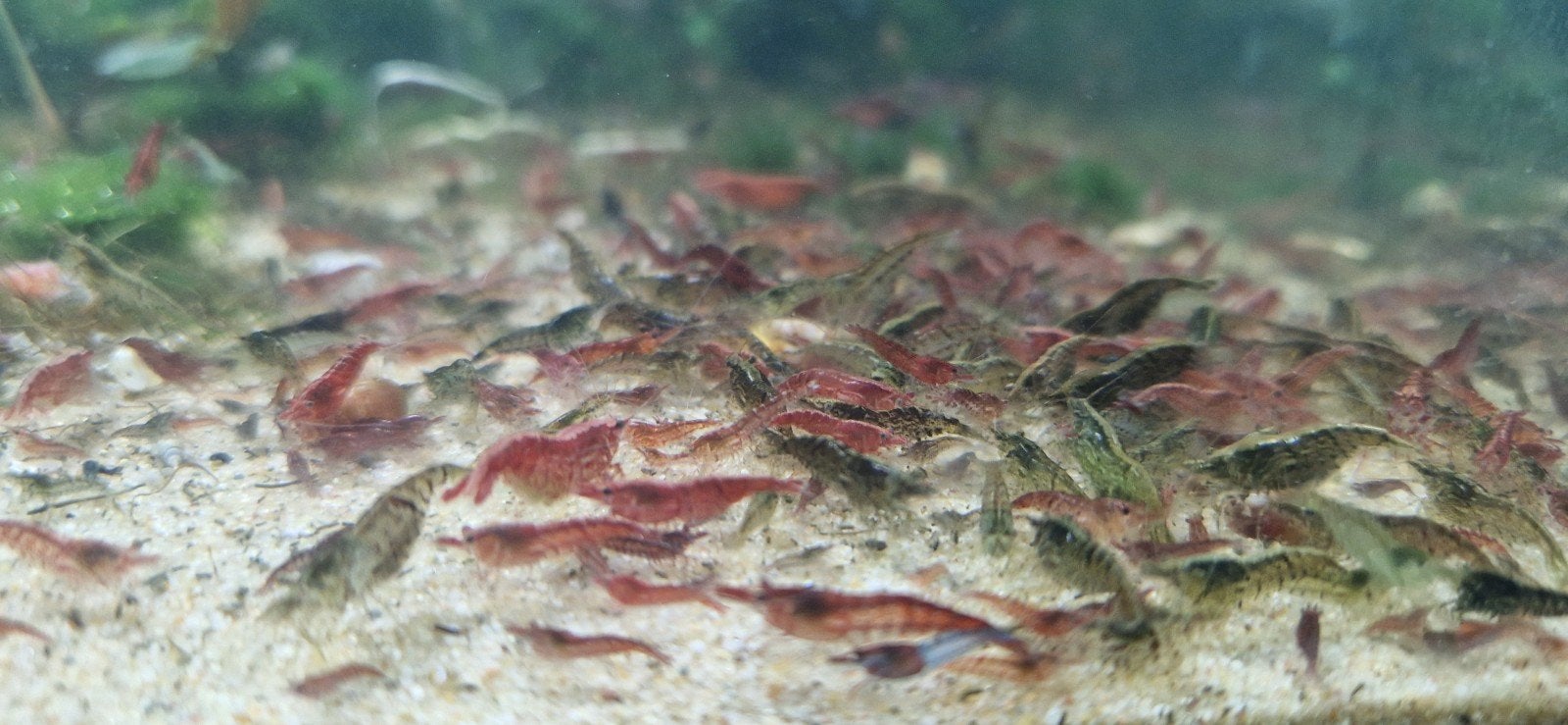 Garnalen cocktail  (60 voor 20), Dieren en Toebehoren, Vissen | Aquariumvissen, Kreeft, Krab of Garnaal