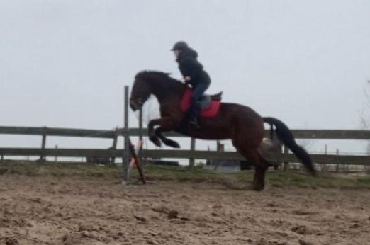 Lieve d pony merrie, Dieren en Toebehoren, Pony's, Zadelmak, 7 tot 10 jaar, Recreatiepony, D pony (1.37m tot 1.48m)