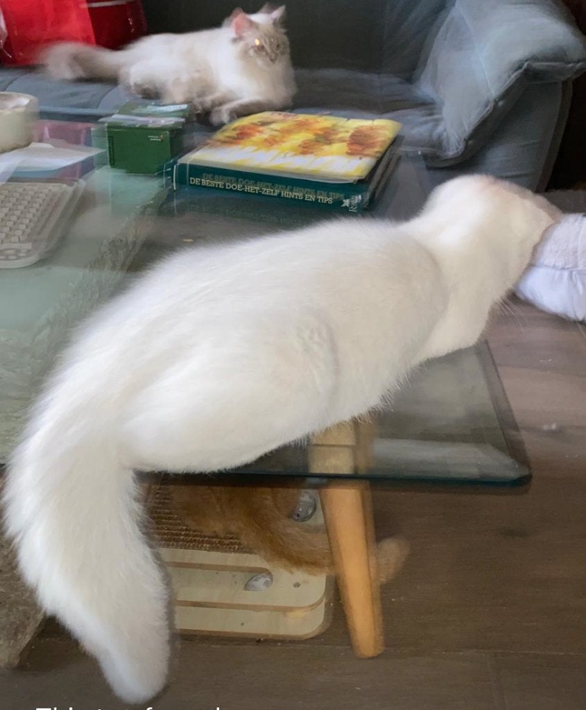 Witte Britse korthaar katertje  kruising, Dieren en Toebehoren, Katten en Kittens | Raskatten | Korthaar, Meerdere dieren, Ontwormd