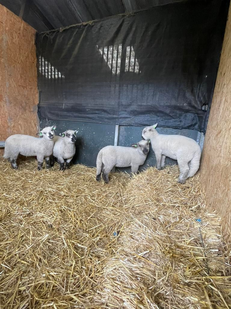 Poll dorset x hamshire down, Vrouwelijk, Schaap, 0 tot 2 jaar