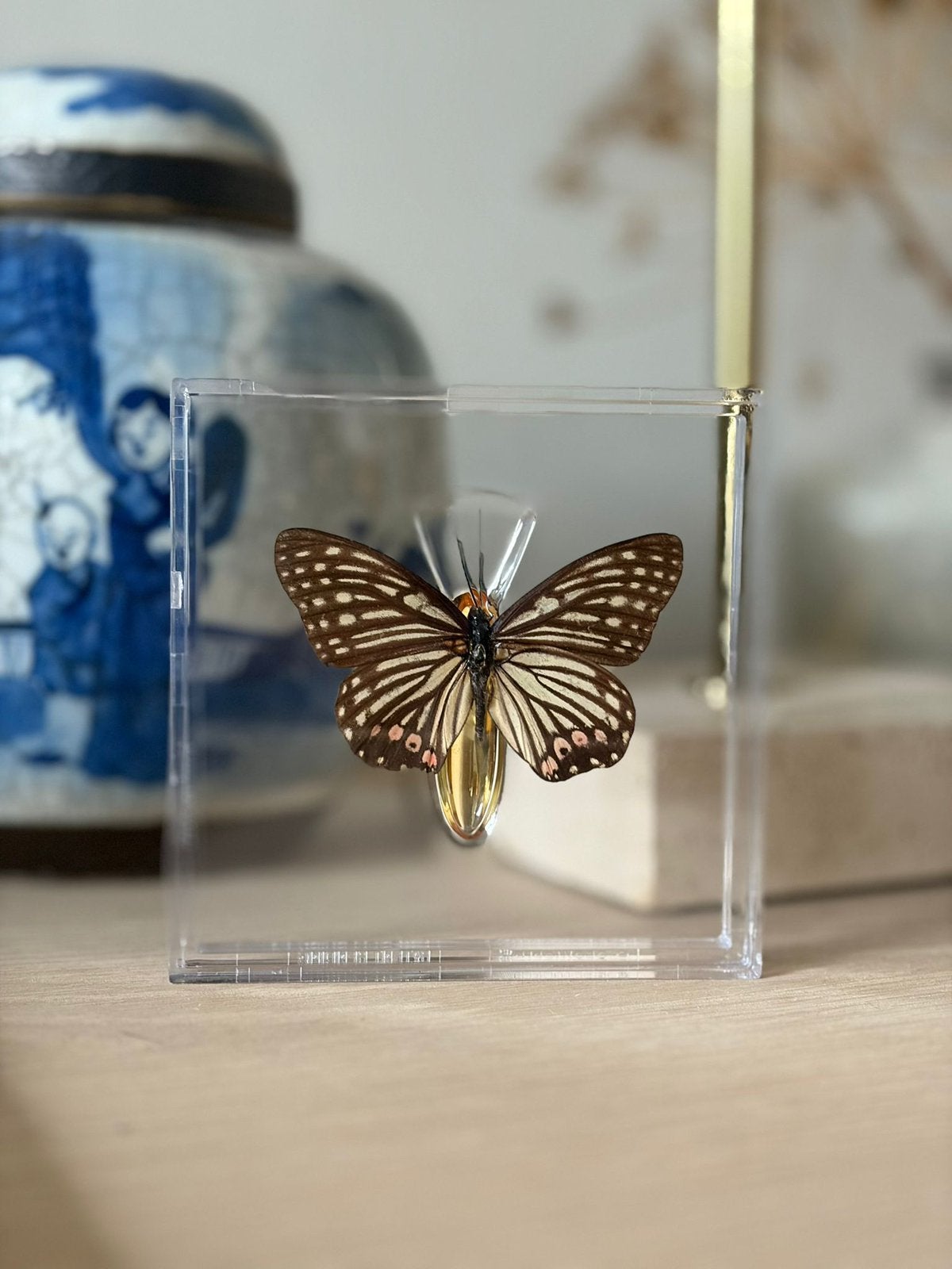 Opgezette vlinder in display, Ophalen of Verzenden, Nieuw, Insect, Opgezet dier