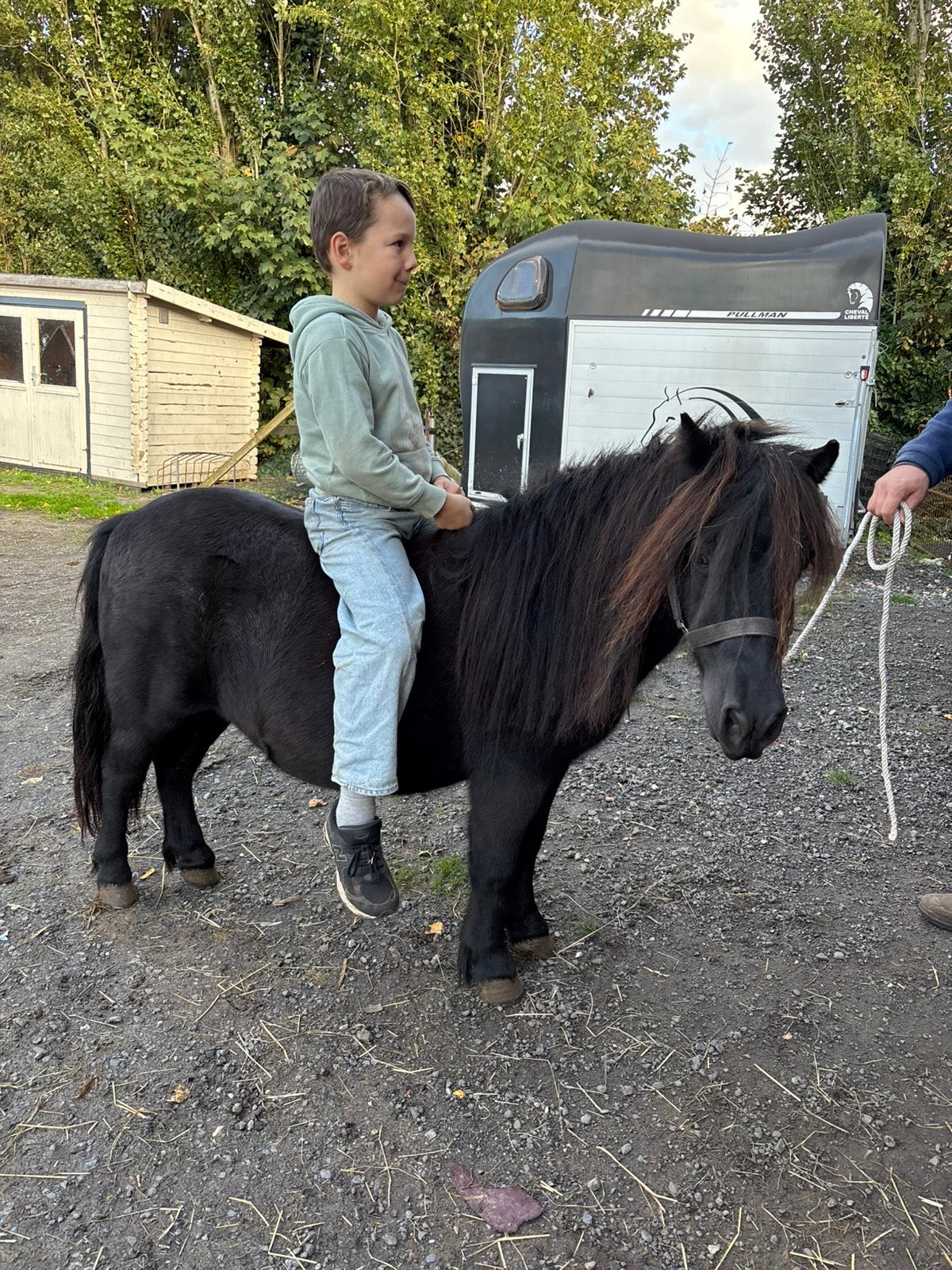 Ponys met stamboek, Dieren en Toebehoren, Merrie, A pony (tot 1.17m)