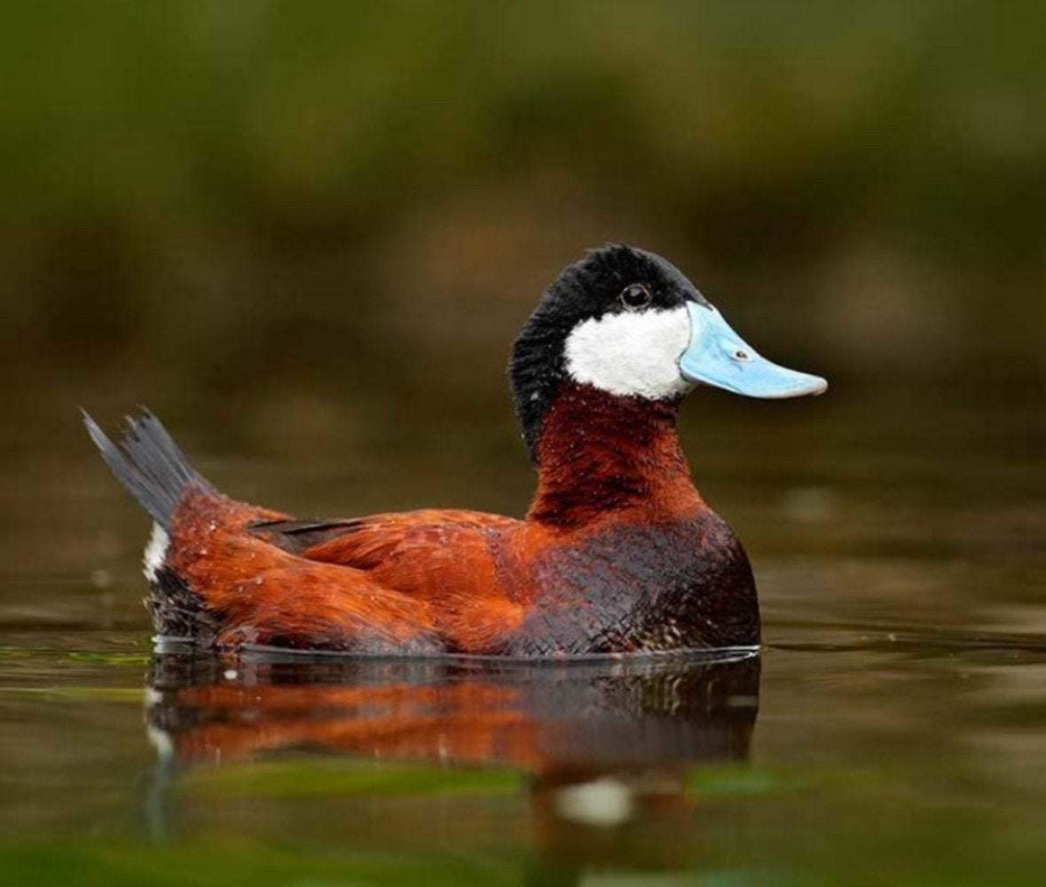 Gezocht rudy duck, Mannelijk, Eend