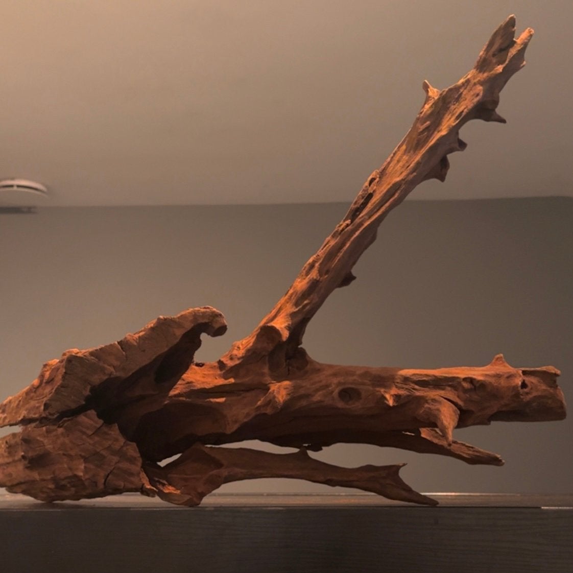 Groot stuk Kienhout / Spiderwood / Driftwood, Hout Decoratie, Ophalen of Verzenden, Zo goed als nieuw, Plant(en), Steen of Hout