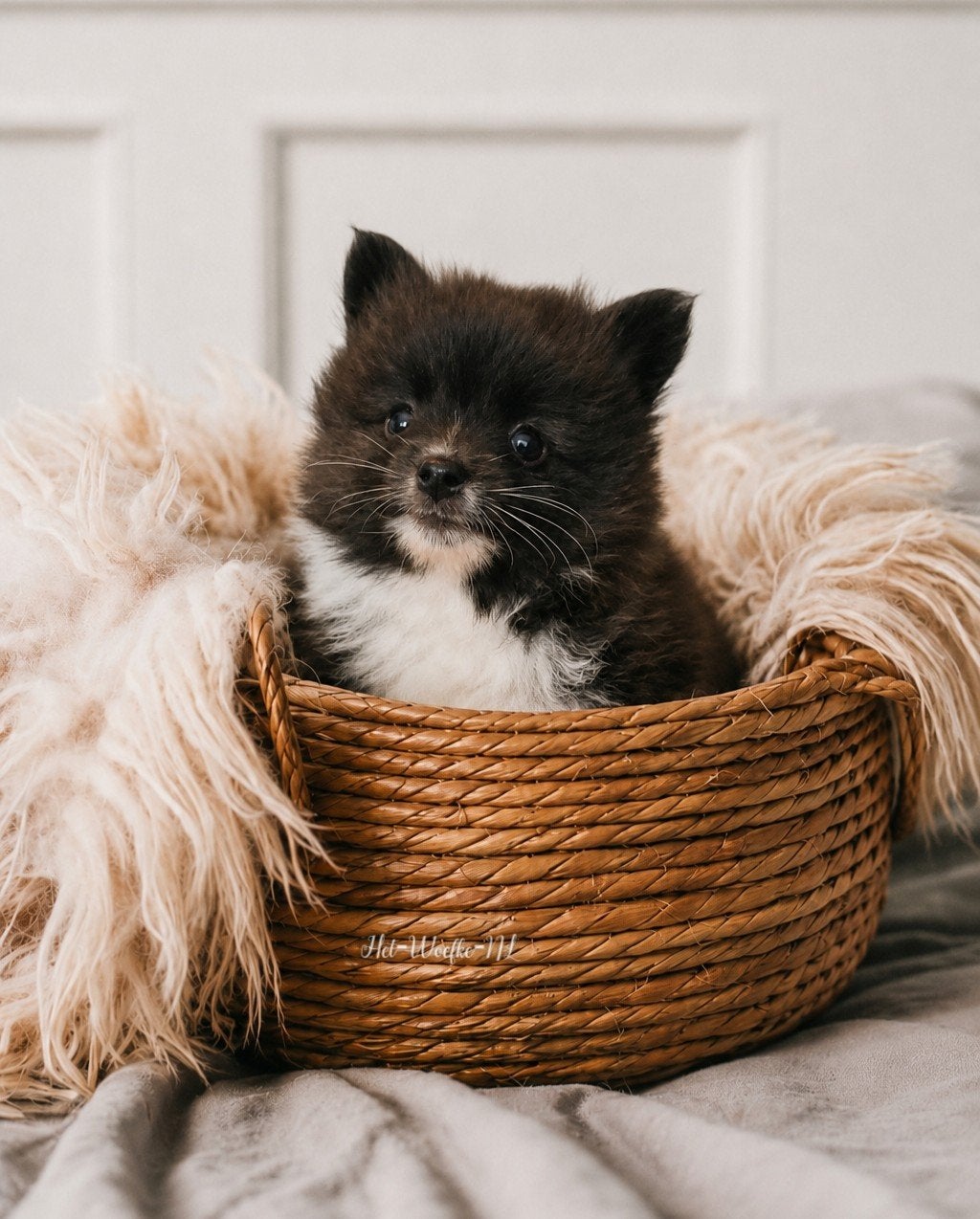 Nuts💙 Brindle Pomsky puppy, 8 tot 15 weken, Eén hond, Nederland, Fokker | Hobbymatig