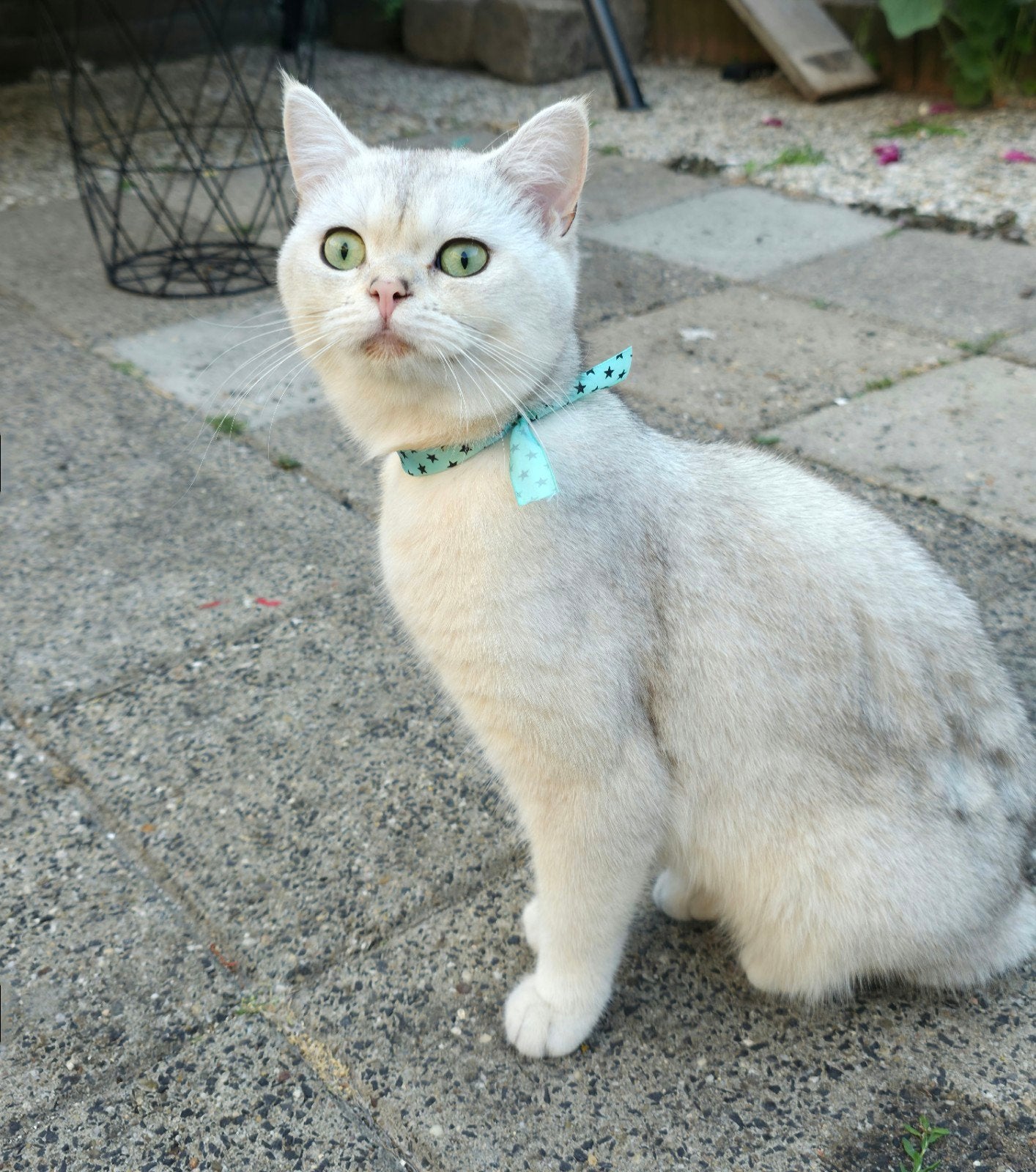 Britshe Kort haar Kater, Dieren en Toebehoren, Katten en Kittens | Raskatten | Korthaar, Kater, Ontwormd, 0 tot 2 jaar