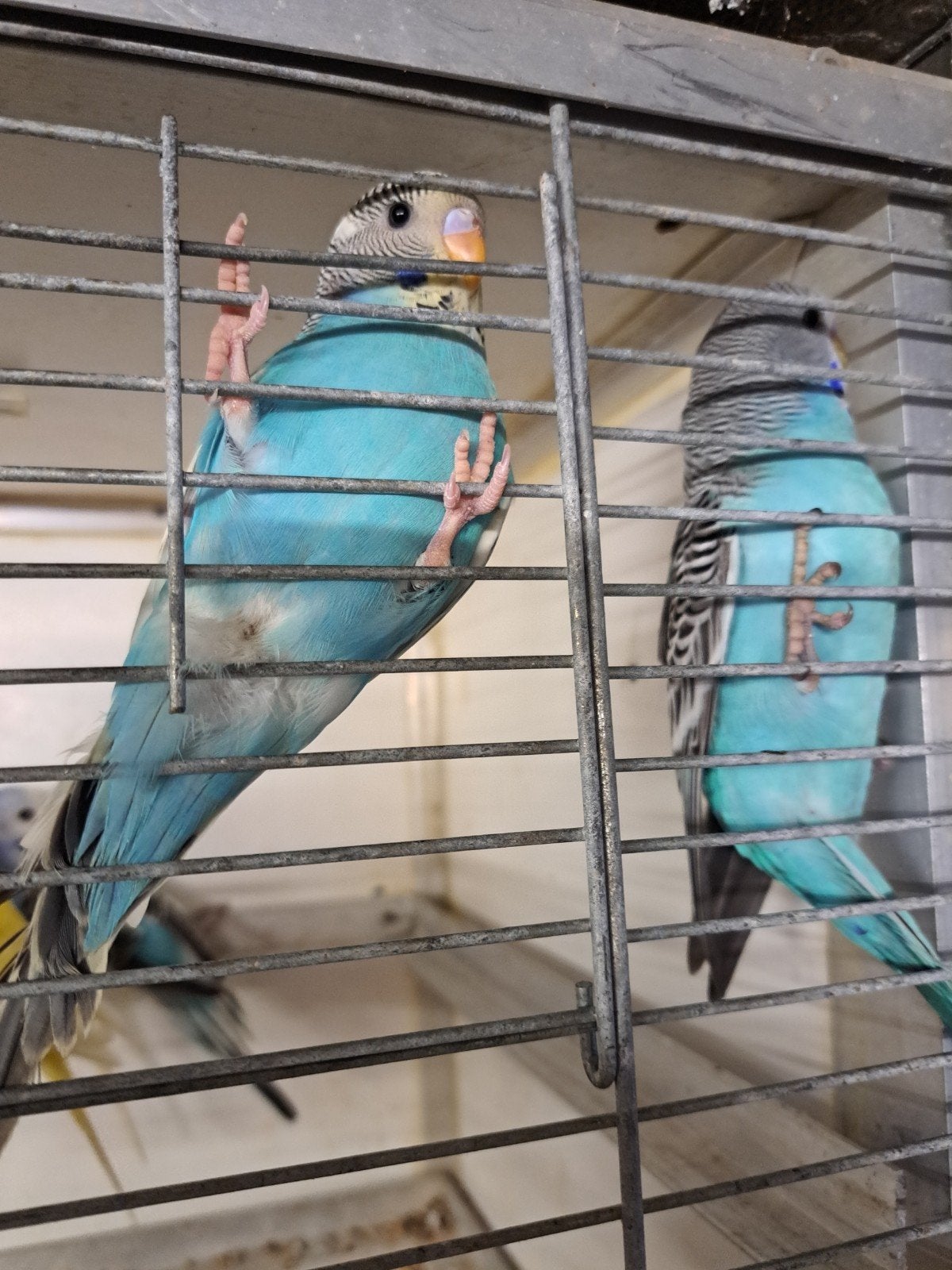 12 jonge grasparkieten mooie kleuren, Meerdere dieren, Parkiet