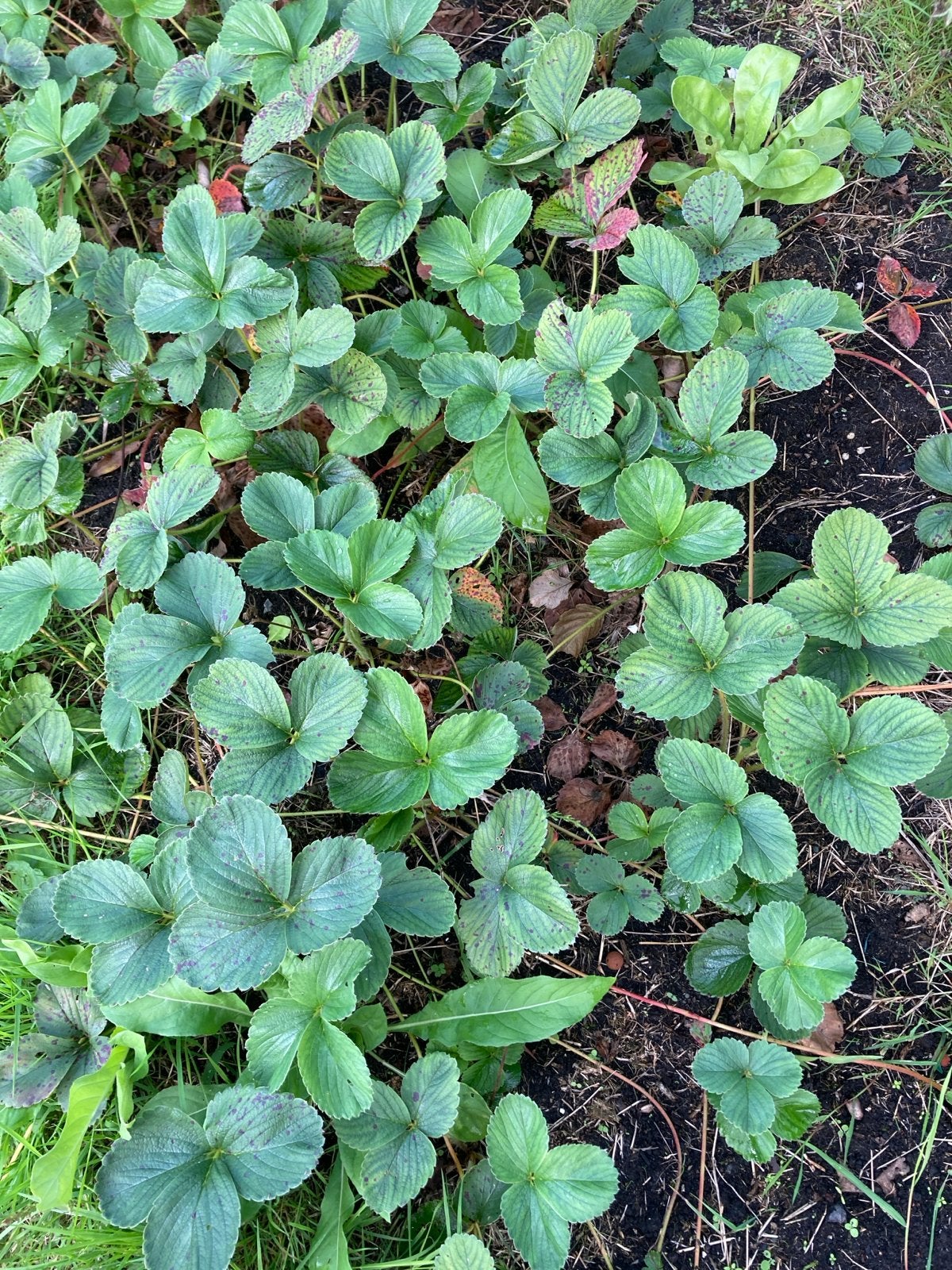 Aardbeienplantjes Toscane - Stekjes, Ophalen, Volle zon, Vaste plant, Zomer