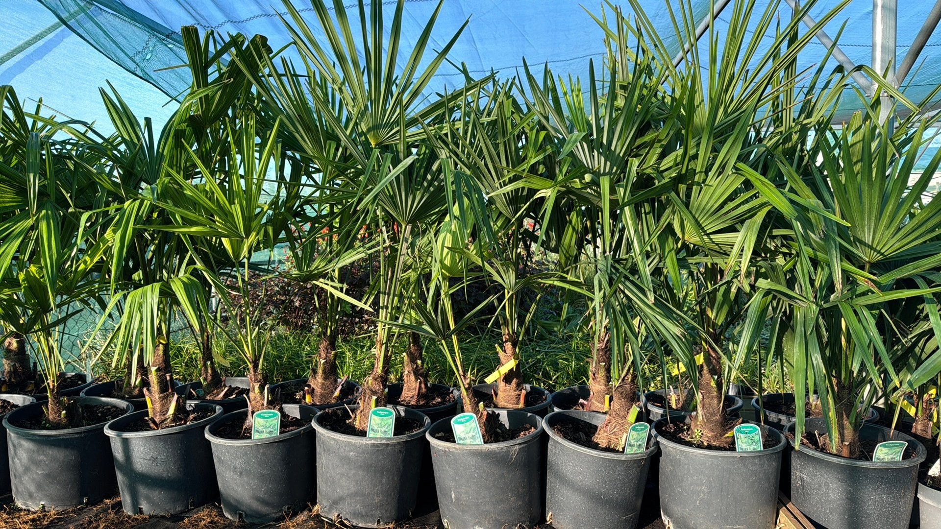 Palmbomen 60-75 cm hoog - Nu €10,00!, Tuin en Terras, Planten | Tuinplanten, Volle zon, Vaste plant, Bloeit niet, Ophalen