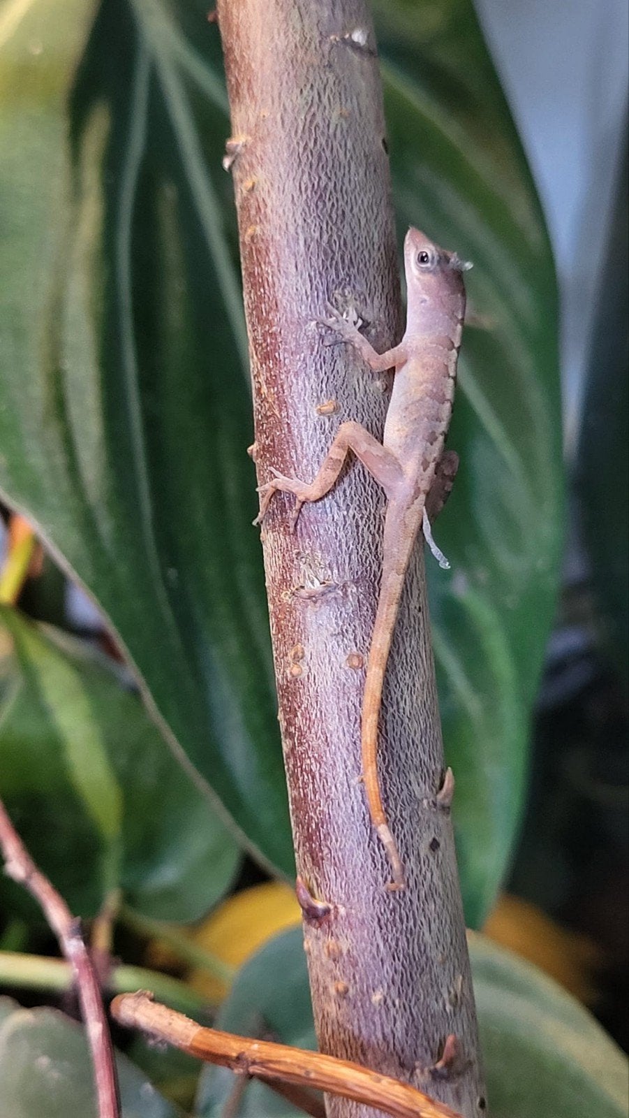 anolis pogus, Dieren en Toebehoren, Hagedis, 0 tot 2 jaar