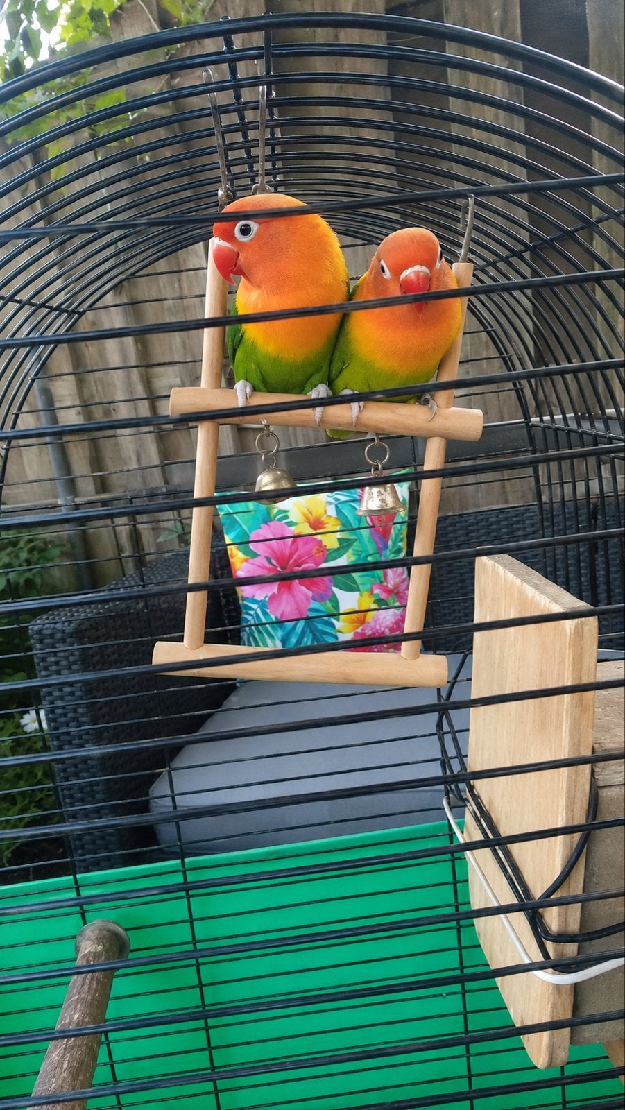 Grasparkietjes, Dieren en Toebehoren, Vogels | Parkieten en Papegaaien, Meerdere dieren, Parkiet