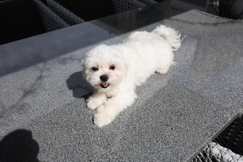 Maltezer dek reu, Reu, 1 tot 2 jaar, Parvo, Eén hond