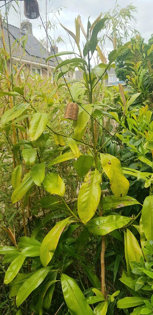 Magnolia Grandiflora, Ophalen, Overige soorten, 100 tot 250 cm