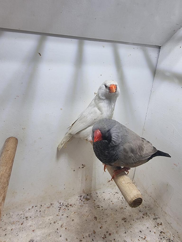 Te koop koppel Bleekrug charcoal, Meerdere dieren