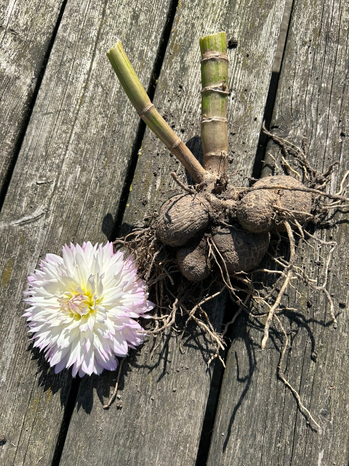 Dahlia knol wit roze, Ophalen, Volle zon, Knol