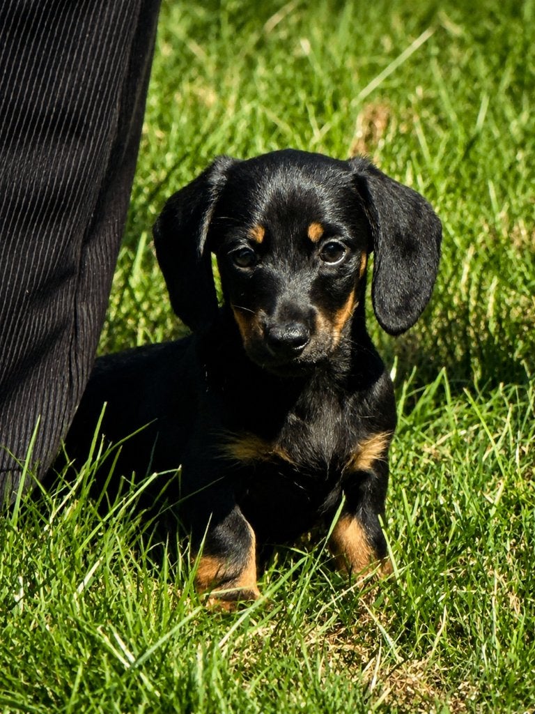 Prachtige Teckel Pups, 8 tot 15 weken, Korthaar, Dwerg, Parvo