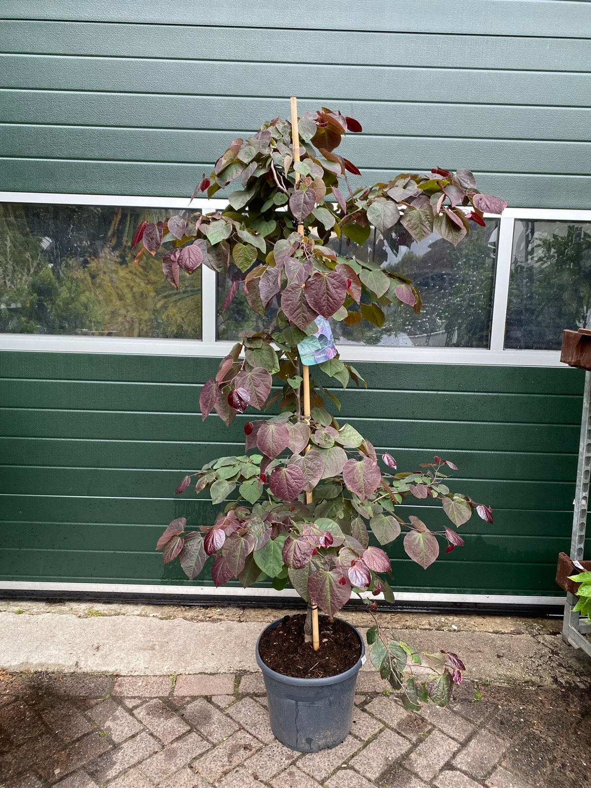 Cercis canadensis 'Ace of Spades' - Judasboom, Volle zon, Vaste plant, Lente, Ophalen