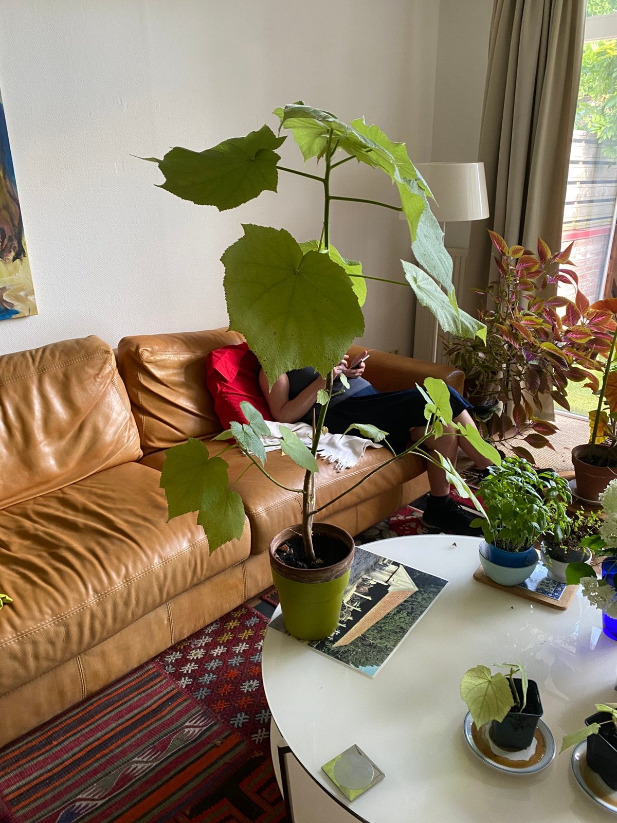 Kamerlinde, Huis en Inrichting, Ophalen, Halfschaduw, Minder dan 100 cm