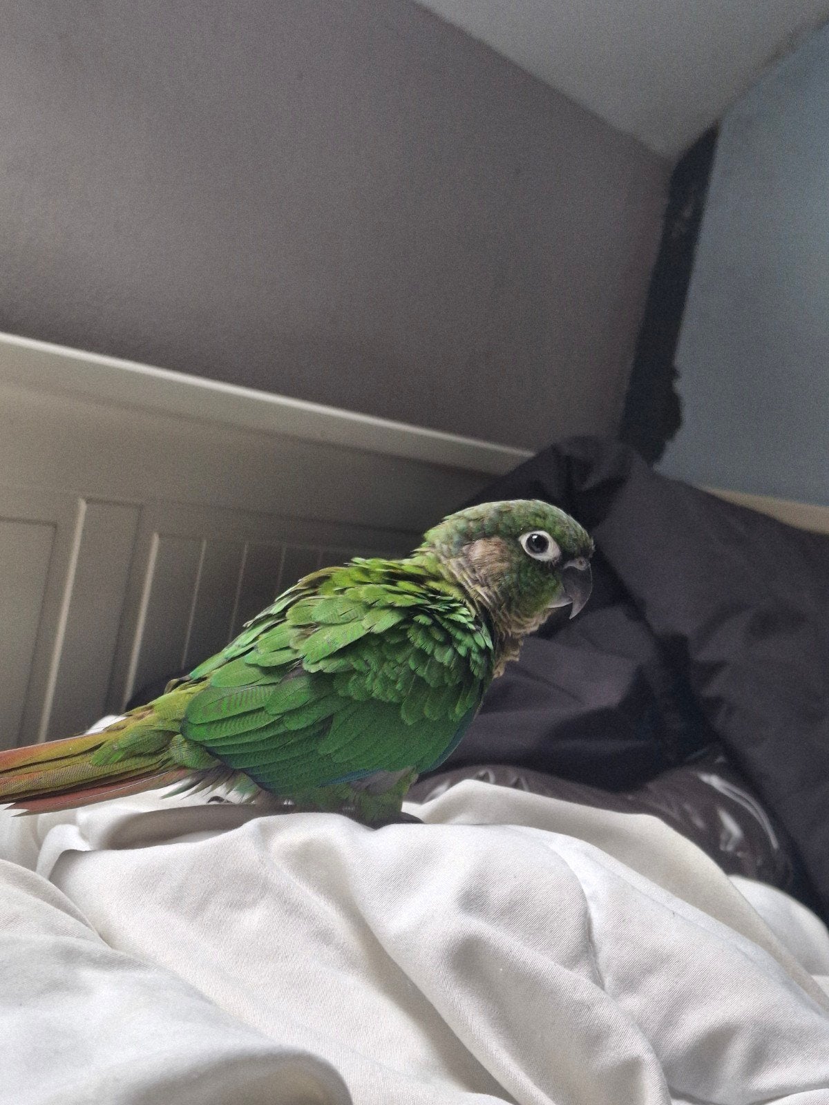 jonge pyrrhura, Geslacht onbekend, Dwergpapegaai of Agapornis, Geringd
