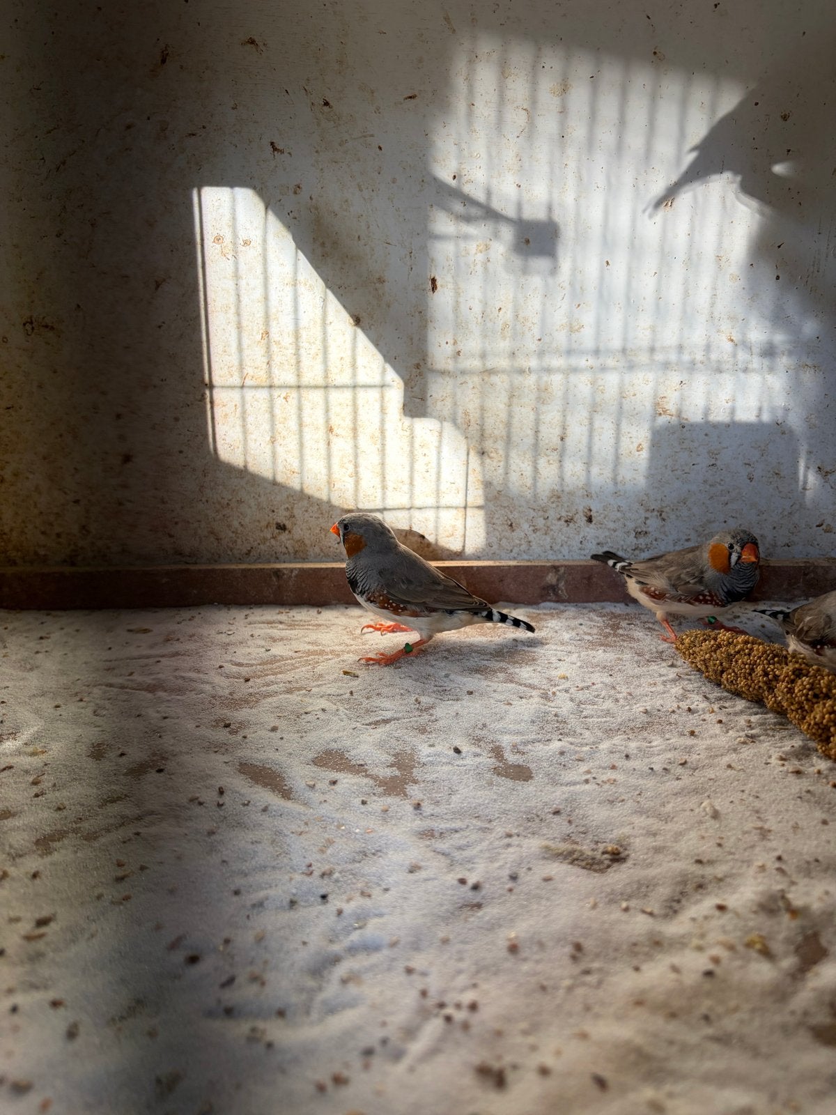 Zebravinken, Dieren en Toebehoren, Mannelijk, Tropenvogel