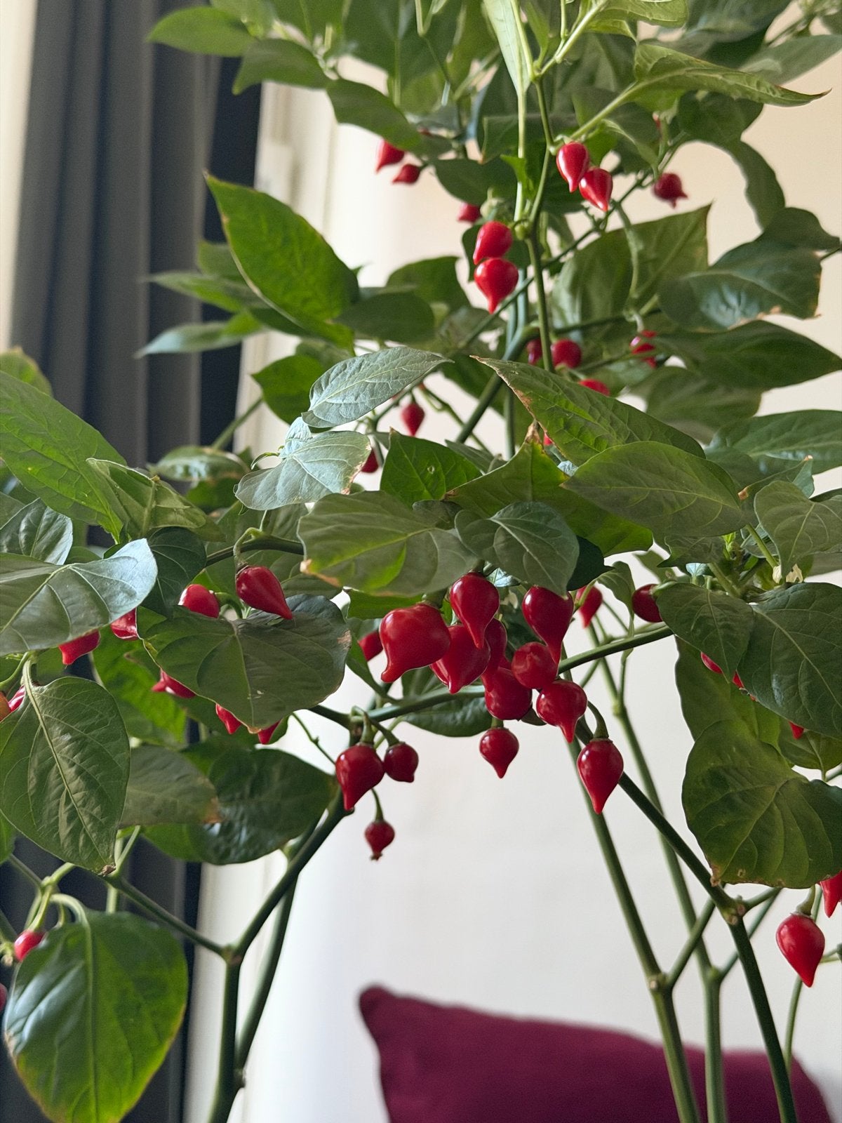 Home-grown cherry peppers X2, Ophalen, Volle zon, Groenteplanten, Eenjarig