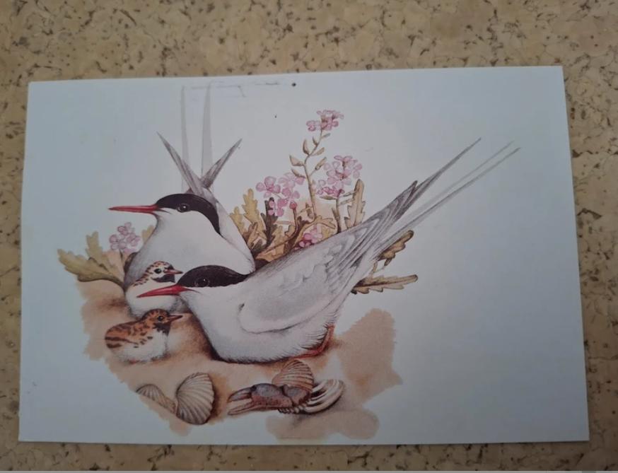 ansicht noordse sterns, Ophalen of Verzenden, Gelopen, Vogel