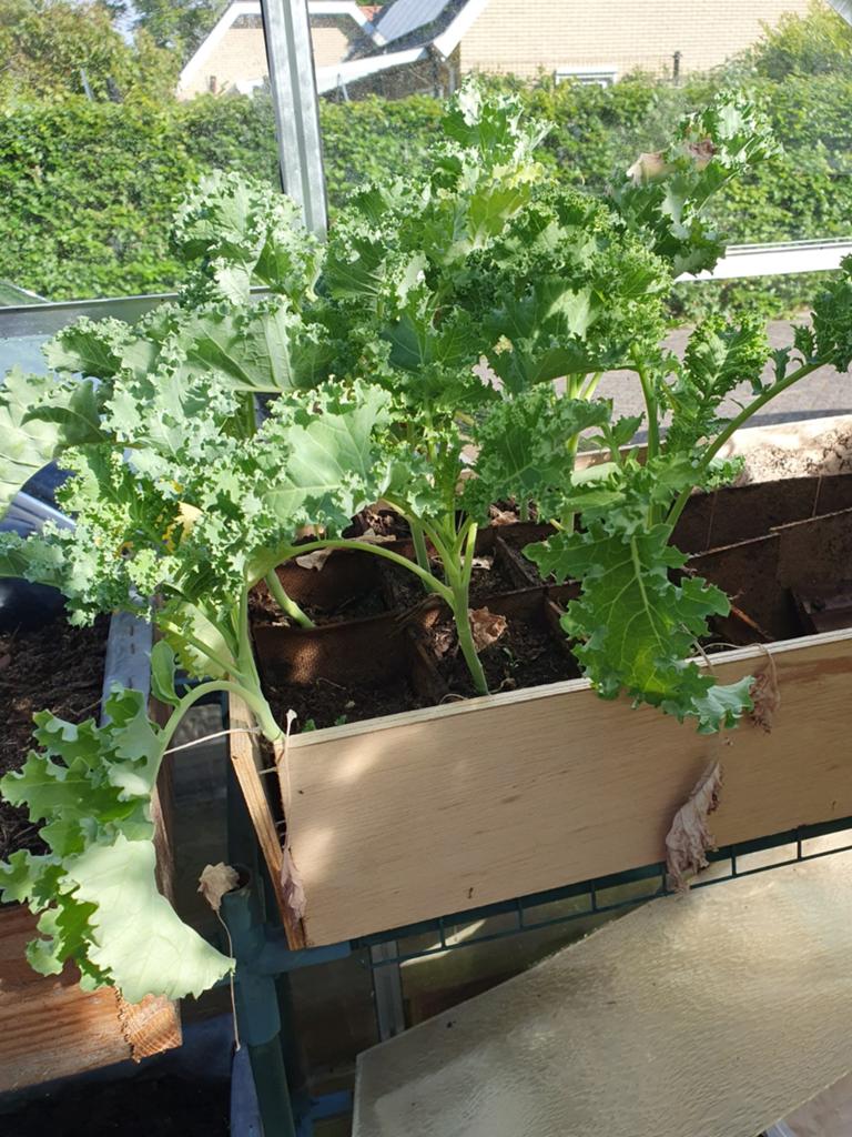 Boerenkool Planten, Tuin en Terras, Planten | Tuinplanten, Ophalen, Eenjarig, Groenteplanten, Volle zon