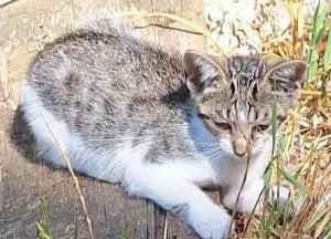 2 lieve kittens
