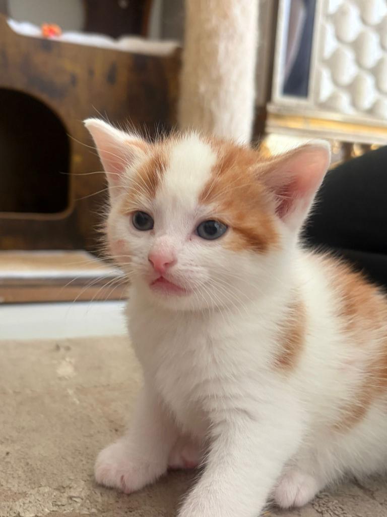 Schattige kitten, Dieren en Toebehoren, Katten en Kittens | Overige Katten, Poes