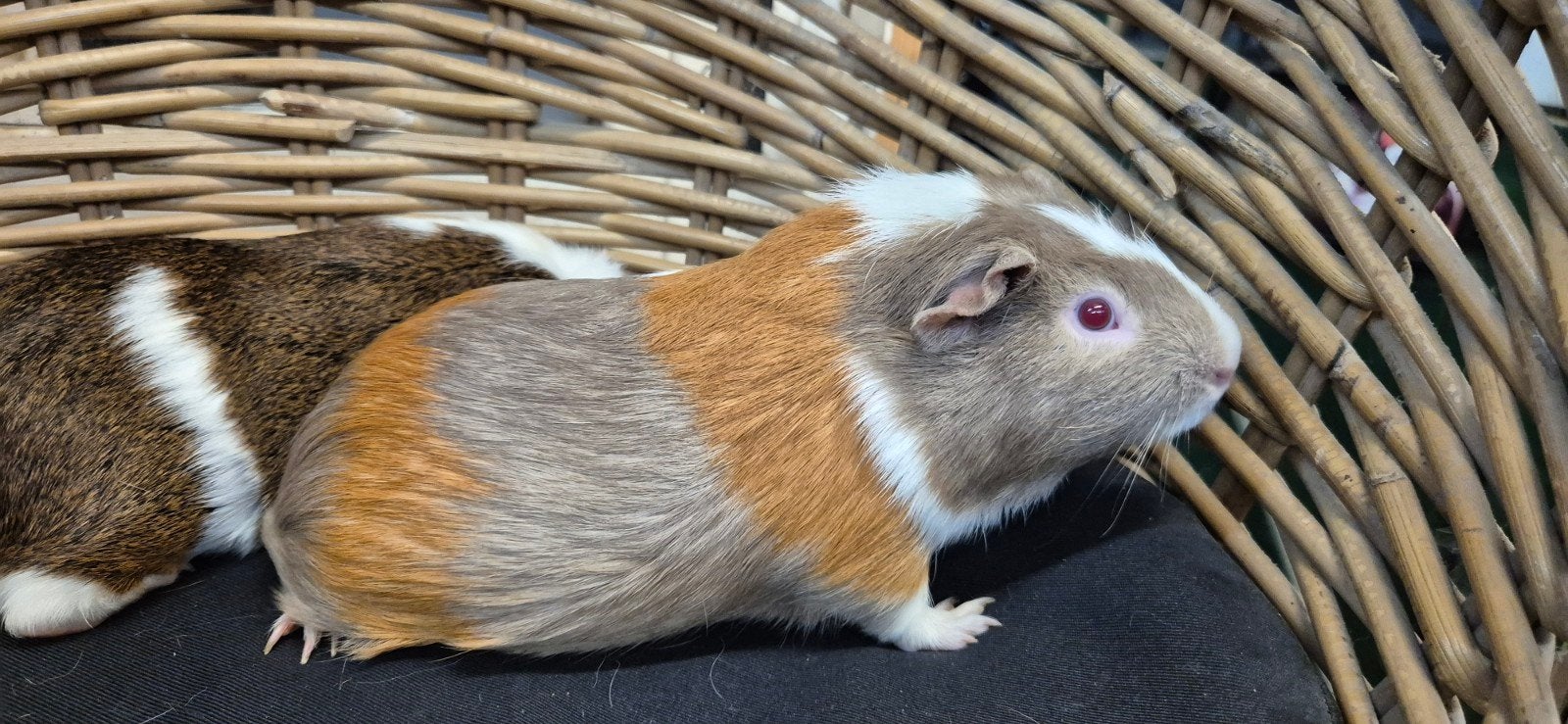 caviakoppel Benjij & Abel uit de opvang zoeken een goed huis, Dieren en Toebehoren, Cavia, Juni, Meerdere dieren, Tam