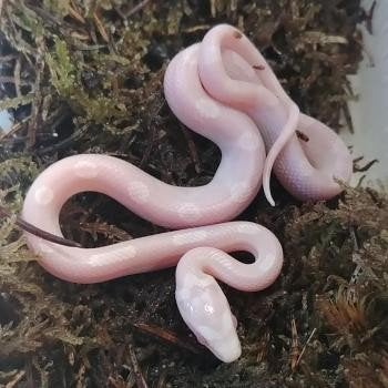 Pantherophis guttata Corn Snake photo 8