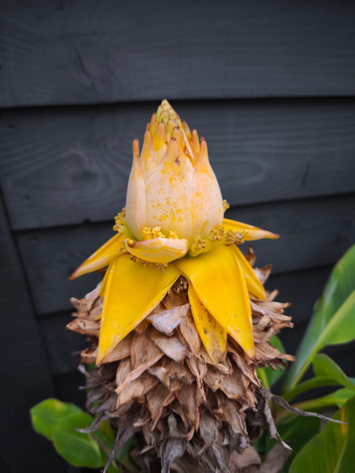Chinese Lotus Banaan - Prachtige blikvanger 🌿🧡, Volle zon, Vaste plant, Zomer, Ophalen