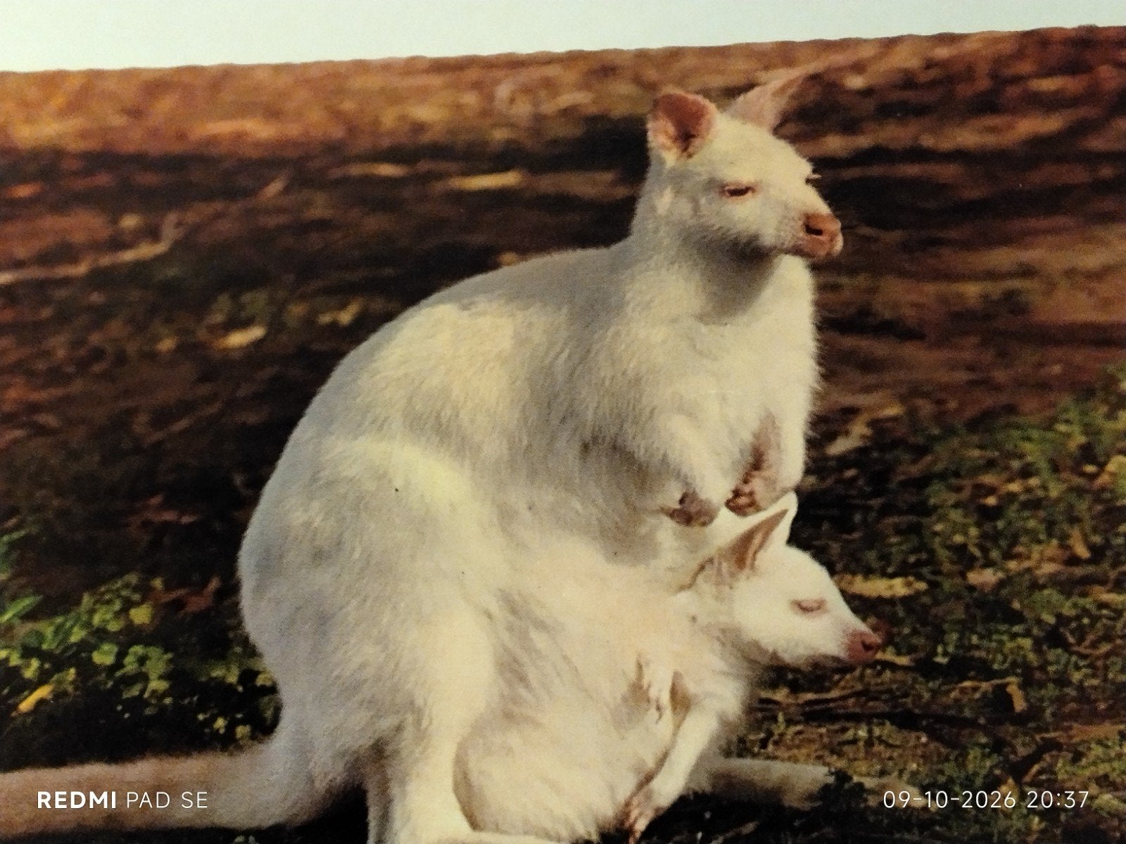 ansichtkaart Albino kangoeroe et jonkie. Australië., Ophalen of Verzenden, 1980 tot heden, Gelopen
