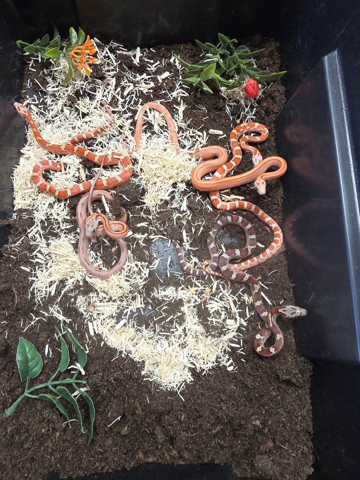 Rode rattenslang (Pantherophis guttatus) – vele kleuren!!!, Dieren en Toebehoren, 0 tot 2 jaar