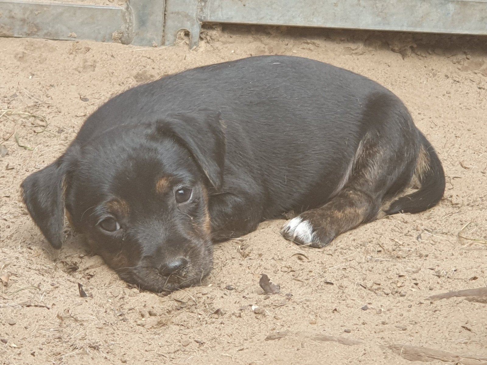 Prachtige Jack russel pup, Dieren en Toebehoren, Jack Russell Terriër, CDV (hondenziekte), 8 tot 15 weken, Teef
