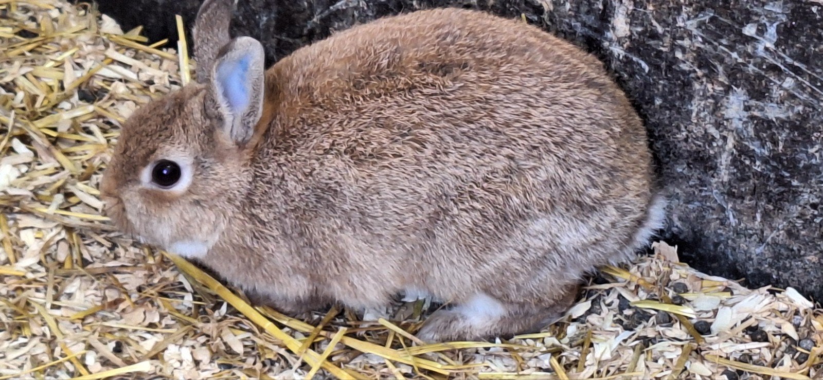 jong dwergkonijntje, Dieren en Toebehoren, Geslacht onbekend, Dwerg, 0 tot 2 jaar