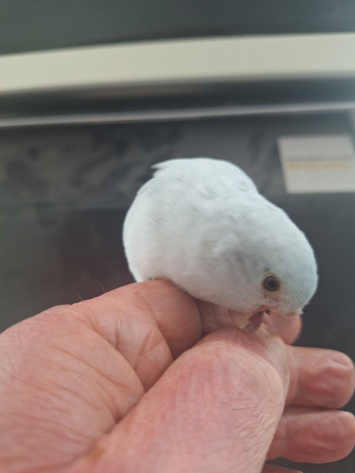 Forpussen voor tam te maken, Geslacht onbekend, Dwergpapegaai of Agapornis, Tam
