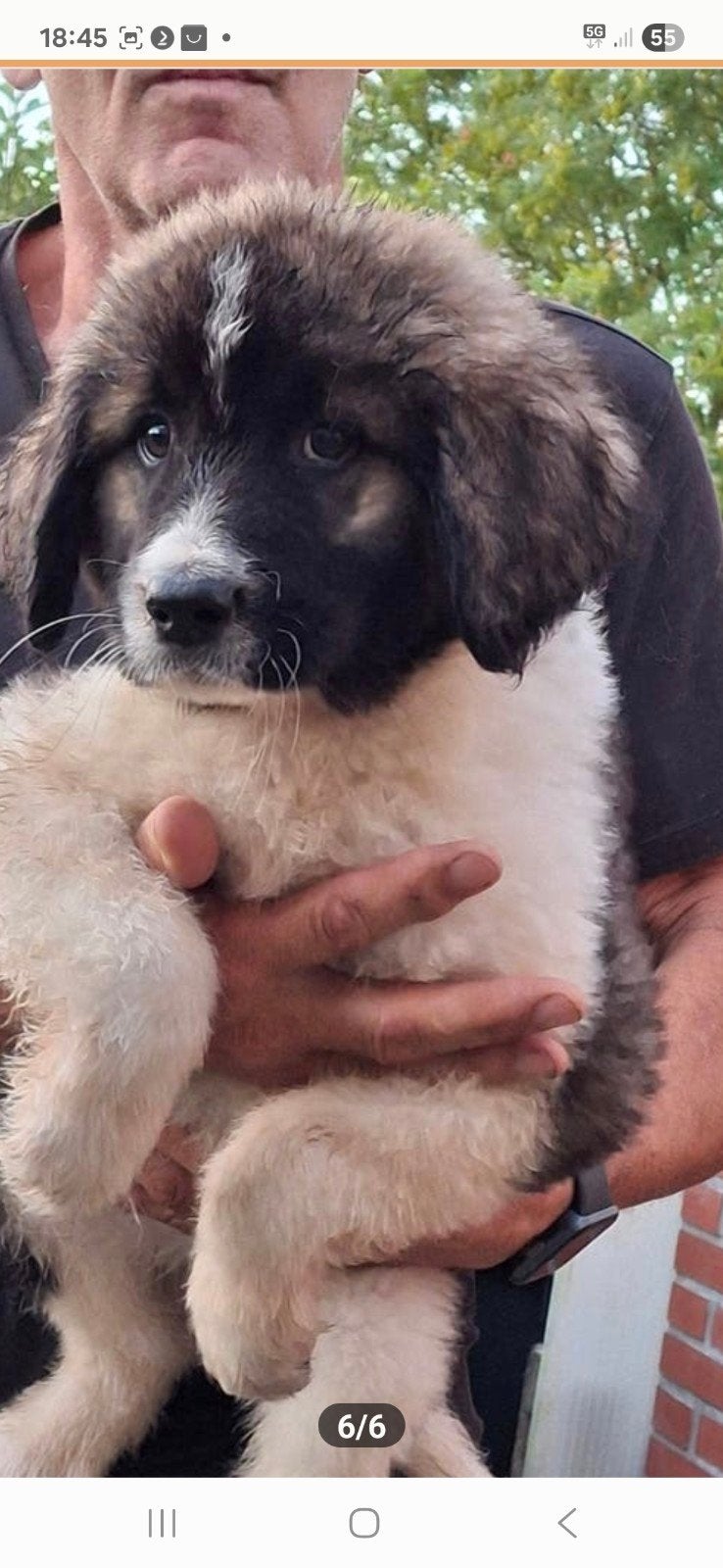 Pyreneeën  mastiff  pups, Overige rassen, 8 tot 15 weken, Parvo, Meerdere