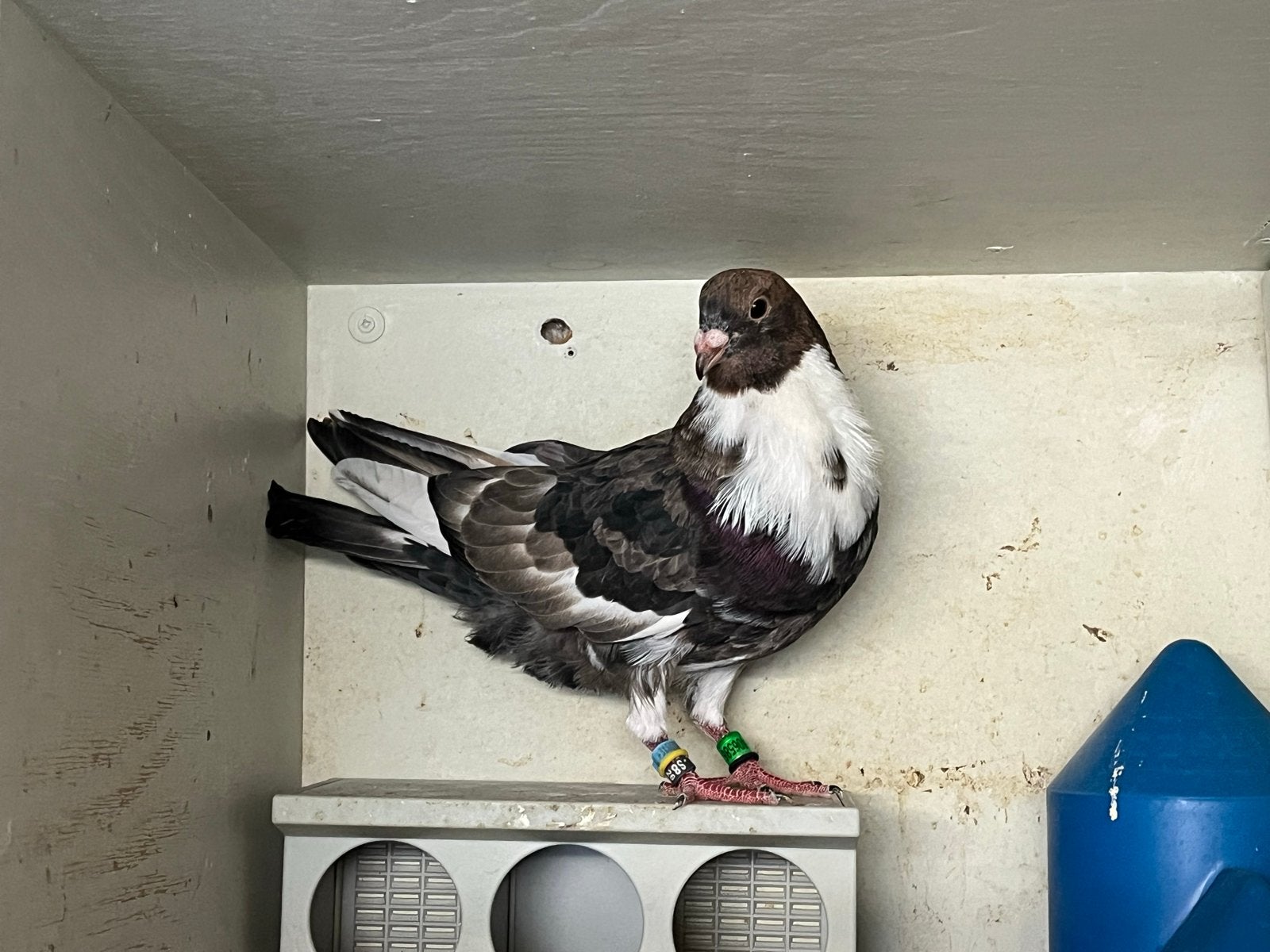 Te koop vier jonge Moroncelo, Meerdere dieren, Postduif