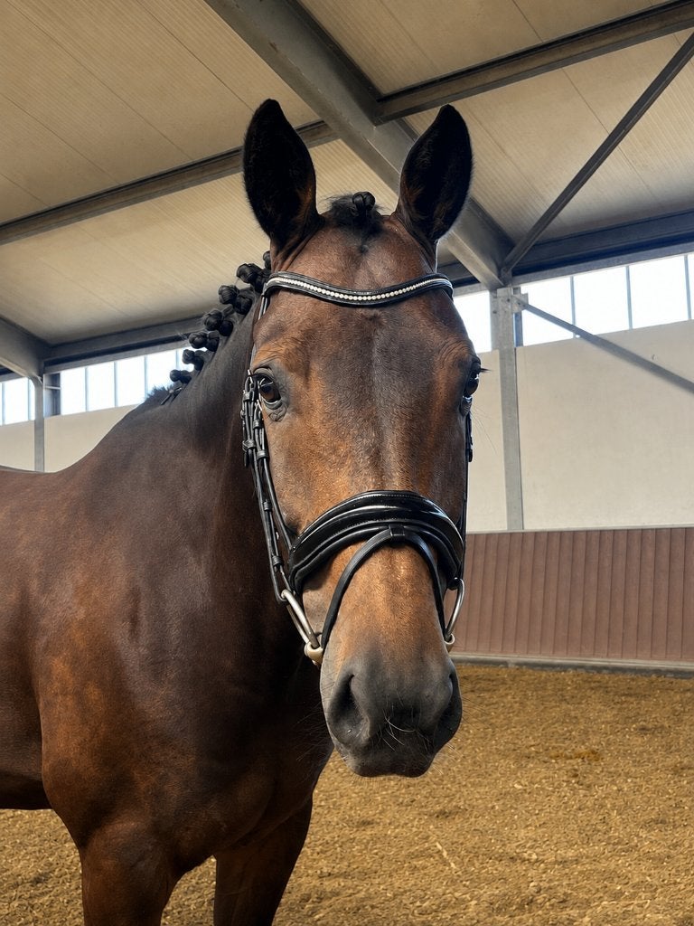8-jarige KWPN dressuurruin | Henkie x Bojengel, Met stamboom, Ruin, Dressuurpaard, 7 tot 10 jaar
