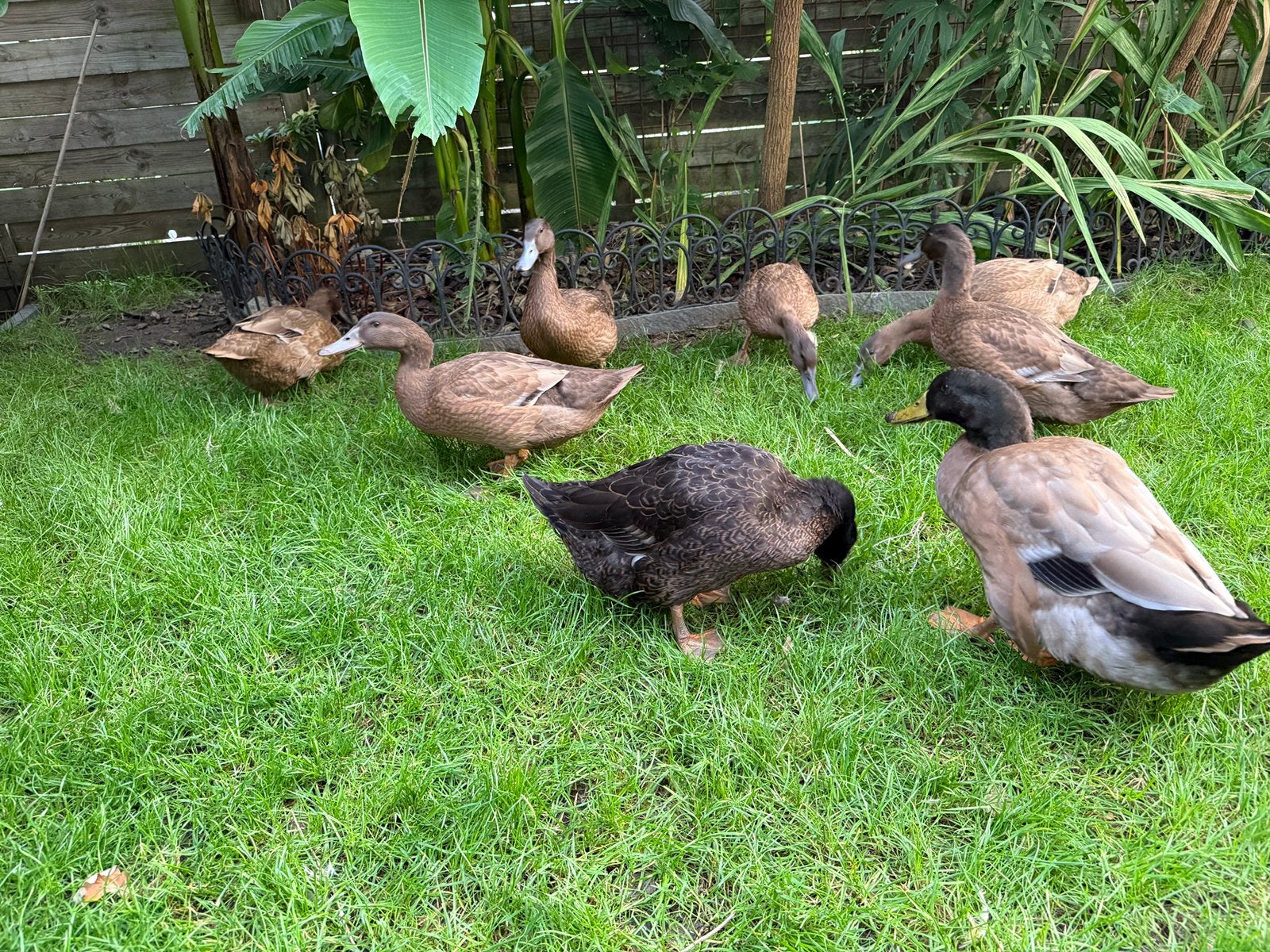 Khaki campbell eenden, Dieren en Toebehoren, Meerdere dieren, Eend