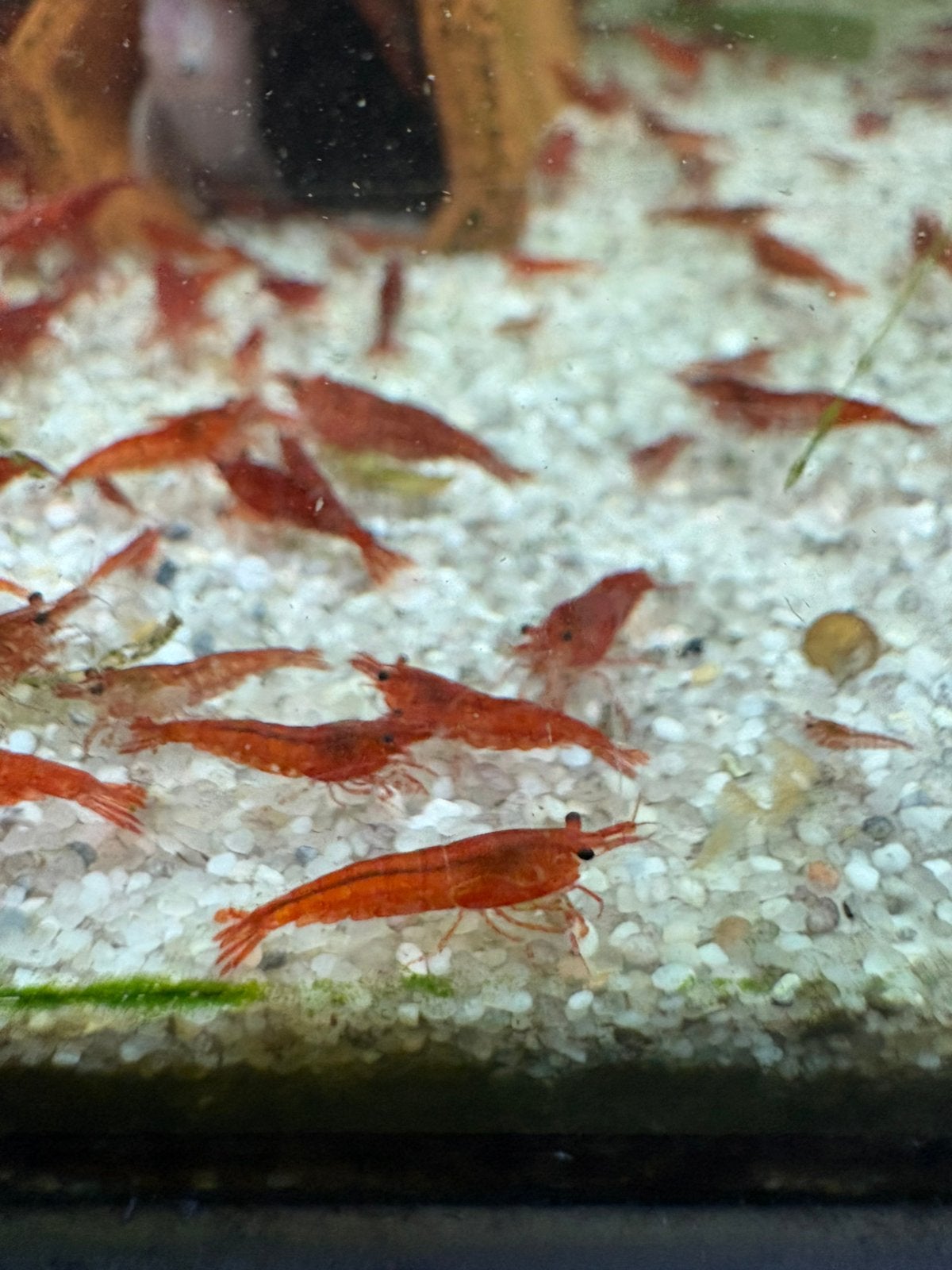 Fire Red | Rode garnalen Neocaridina, Dieren en Toebehoren, Vissen | Aquariumvissen, Kreeft, Krab of Garnaal, Zoetwatervis, Schoolvis